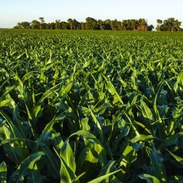 4 WAYS TO OPTIMIZE PHOSPHOROUS APPLICATIONS 4 WAYS TO OPTIMIZE PHOSPHOROUS APPLICATIONS