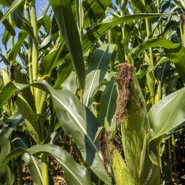 PLANT CHEMICALS CAN ENHANCE NITROGEN-FIXING ACTIVITY OF BACTERIA IN SOIL PLANT CHEMICALS CAN ENHANCE NITROGEN-FIXING ACTIVITY OF BACTERIA IN SOIL